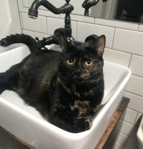 cat-sink