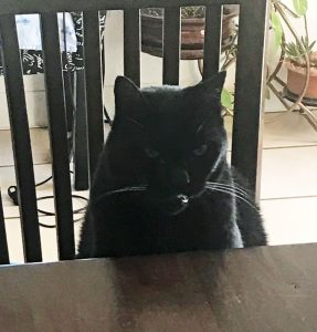 black-cat-table-angry